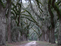 Road Lined with Oaks and Spanish Moss