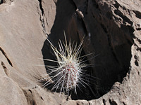 Cactus in Rock