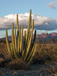 Organ Pipe Cactus