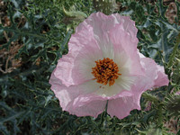 Prickly Poppy