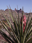Mule Ears with Yucca