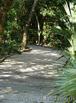 Path into Jungle