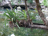 Cenote Bromeliads