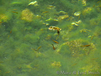Cenote Brown Fish