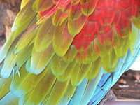 Parrot Closeup