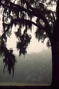 Sea Island Fog