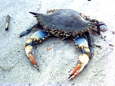 Atlantic Blue Crab