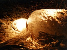 Loggerhead Turtle Laying Eggs