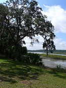 Live Oak on Salt Marsh