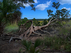 Almost Dead Tree