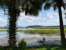 Palms and Tidal Creek