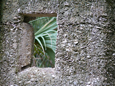 Tabby Ruin
