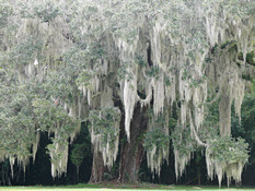 Live Oak with Moss
