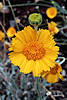 Coreopsis