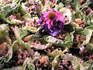 Olive and Orange Salad with White Beans