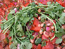 Southern Caviar