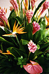 Bird of Paradise at Breezes