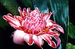 Bromeliad