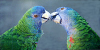 Jacko Parrots