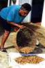 Olive sorts coffee beans