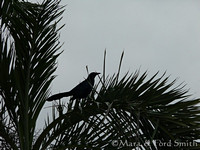 Grackle