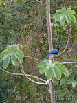 Yucatan Jay