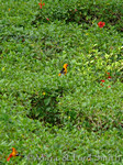 Orioles in Hibiscus