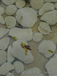 Bleached Coral