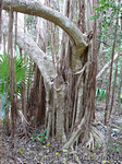 Strangler Fig