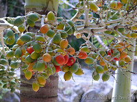Date Palm Fruit