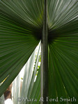 Palm Frond