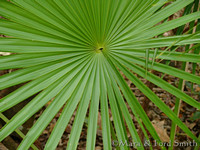 Saw Palmetto Leaf