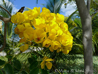 Golden Shower Tree