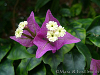 Bouganvilla Blossom