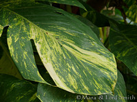 Striped Ivy Leaf