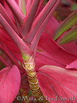 Hot Pink and Green Ti Plant