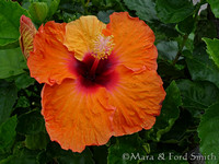 Orange Hibiscus
