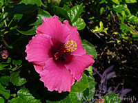 Rose Hibiscus