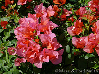 Multi-Color Bougainvillea