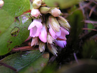 Trailing Arbutus