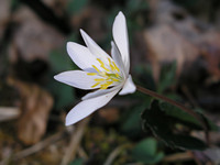 Bloodroot