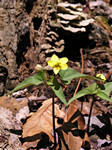 Downy Yellow Violet