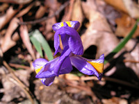 Dwarf Iris
