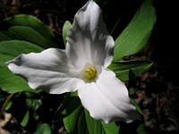 Trillium