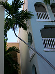 Palm