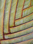 Traveler Palm Closeup