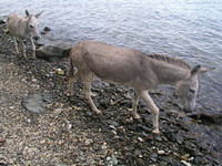 Wild Burros