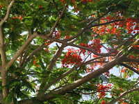 Flamboyant Tree