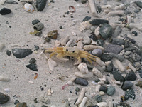 Ghost Crab