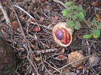 Hermit Crab